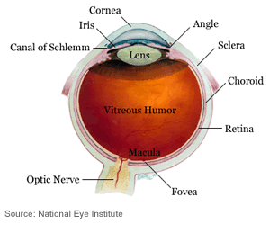 Eye Anatomy